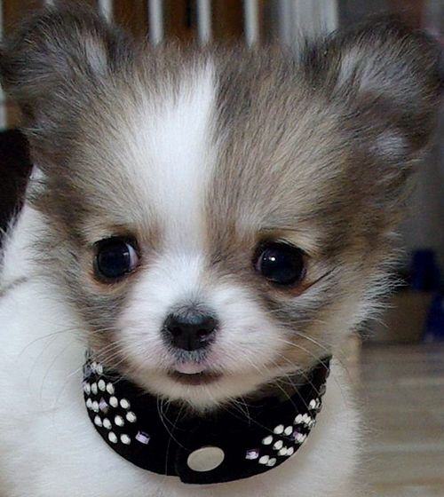 Welpenhalsband mini Strass Leder Halsband